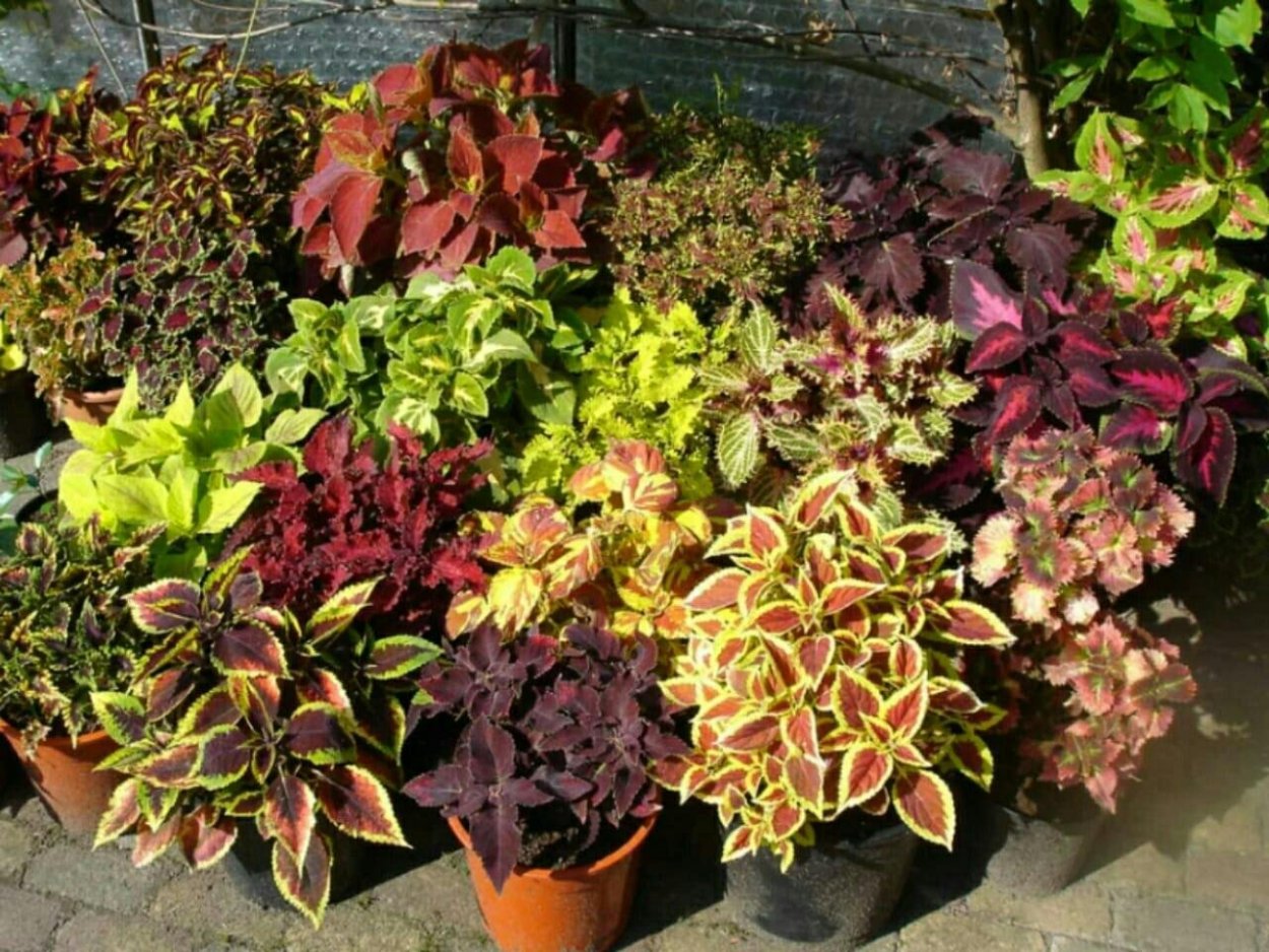 Колеус цветок