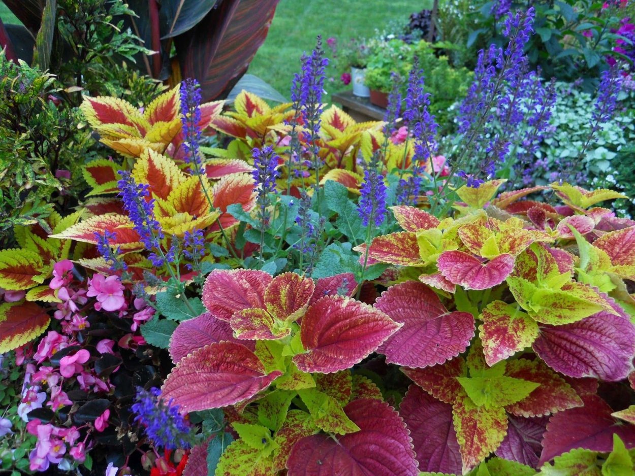 Колеус Блюма