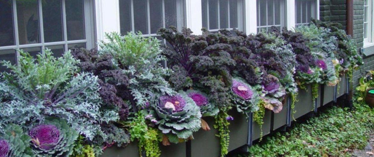 Мангольд с декоративной капустой