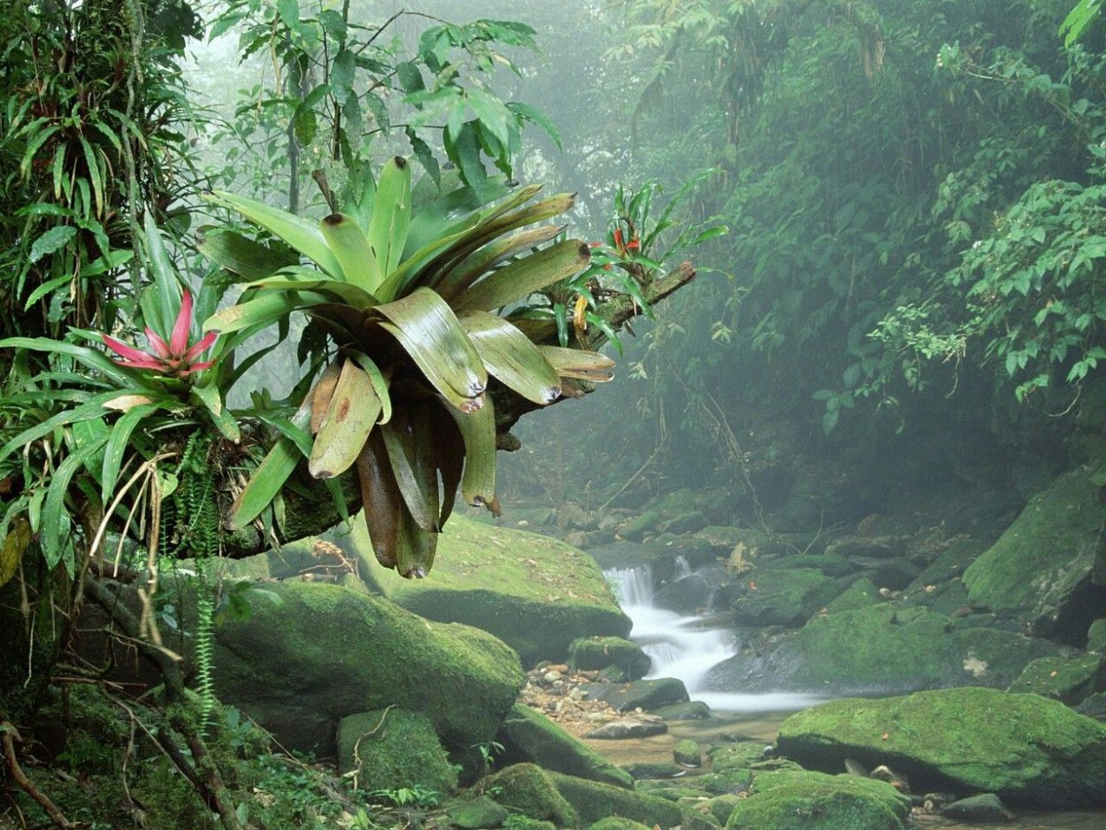 Растения амазонки