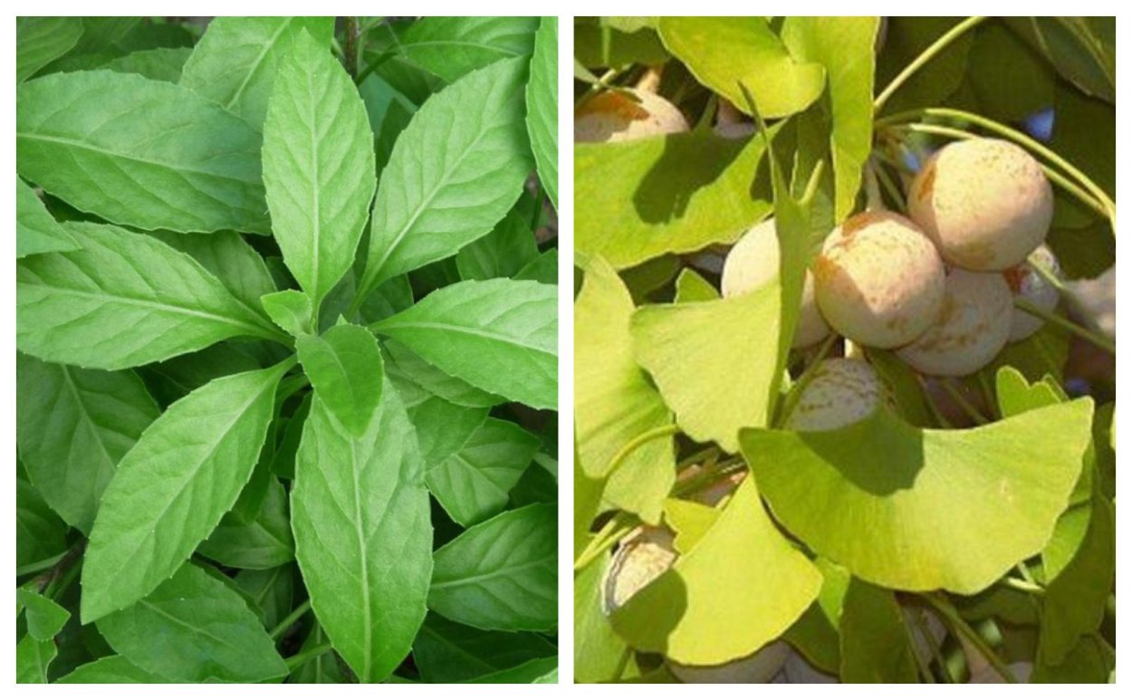 Джинура растение