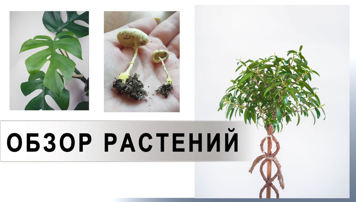 Денежного дерева лечебное