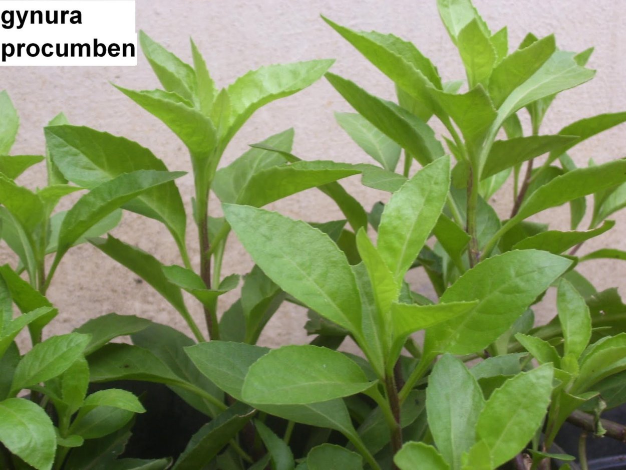 Растения Джинура Прокумбенс