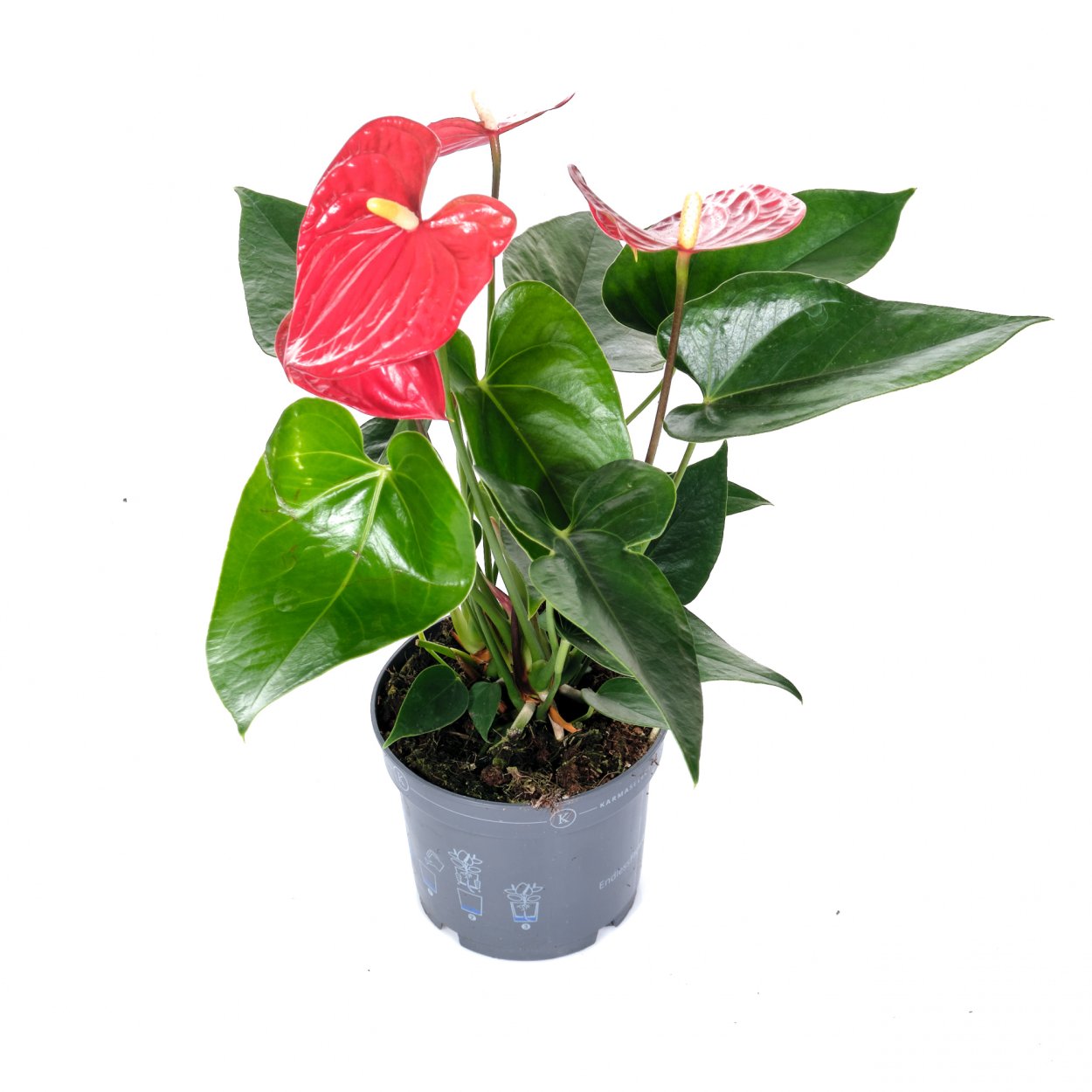 Антуриум Андрианум красный