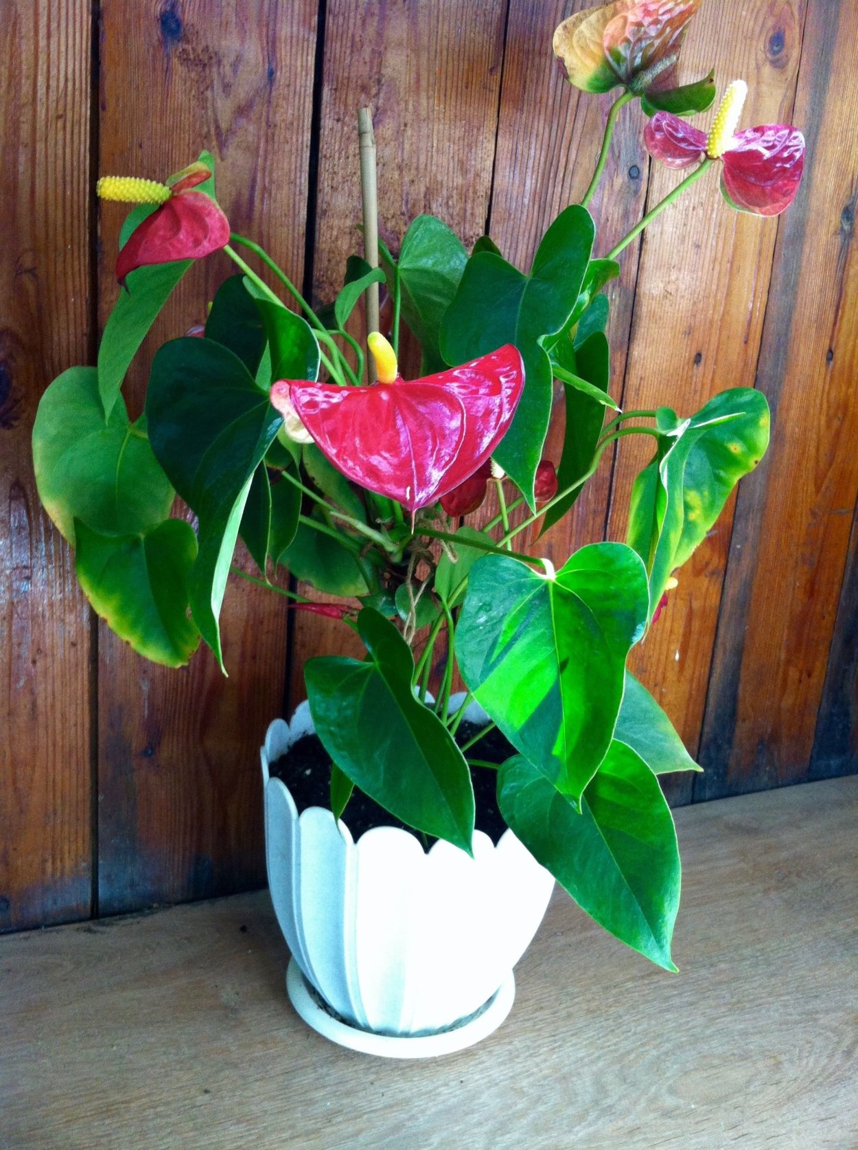 Антуриум мужегон