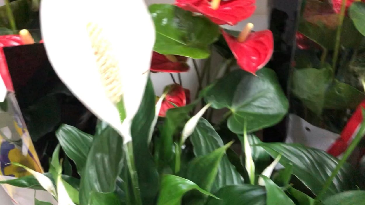 Цветы женское и мужское счастье фото