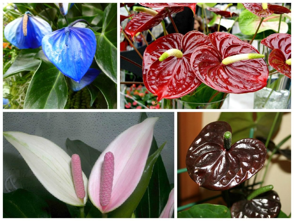 Антуриум разные цвета