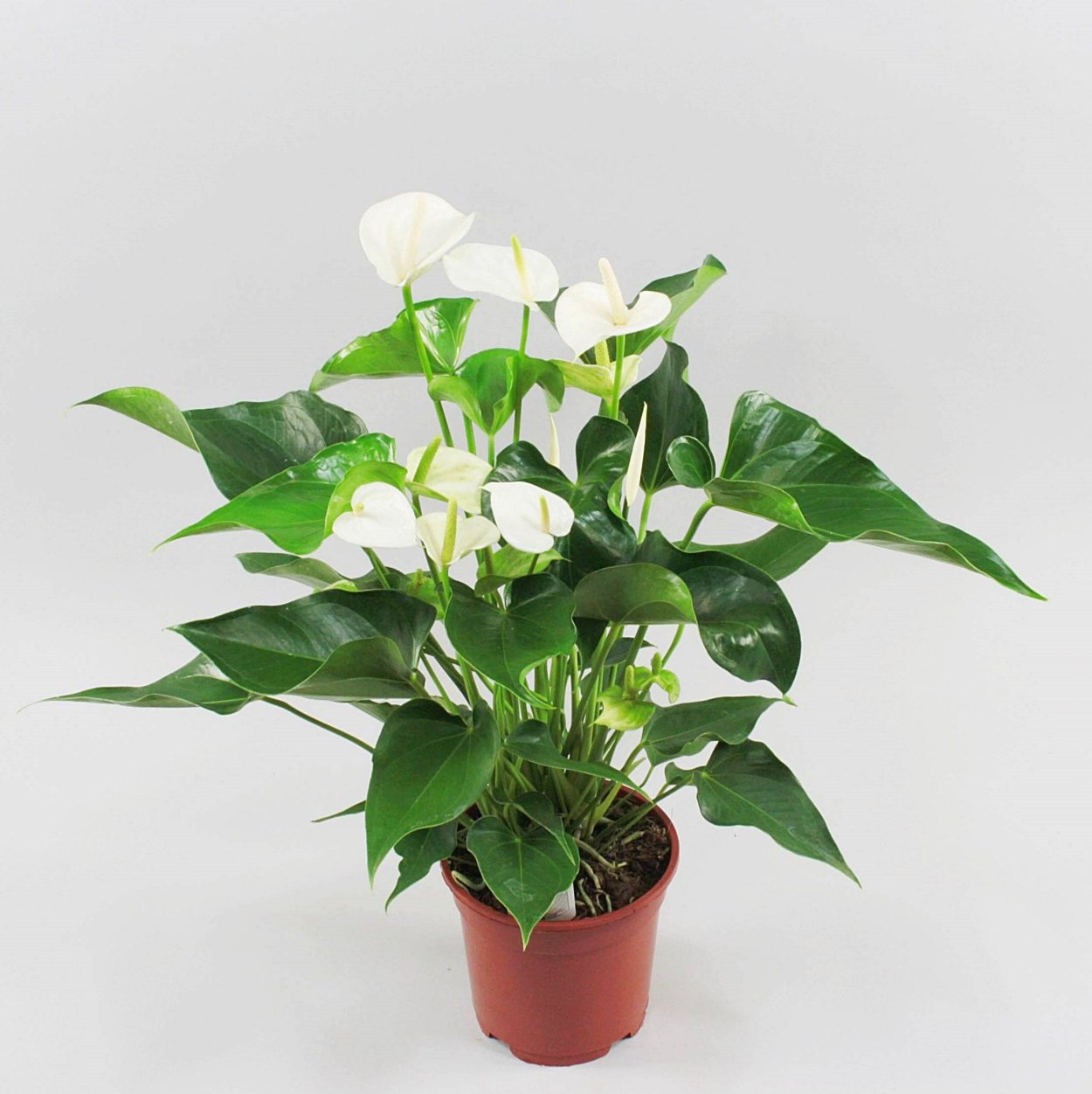 Антуриум цветок мужское счастье