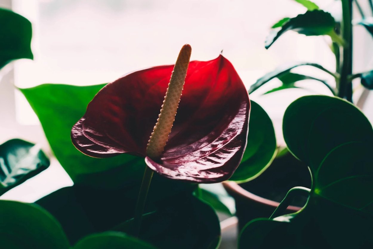 Антуриум веррукозум вельвет