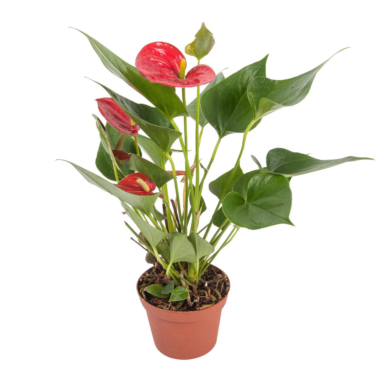 Антуриум Андрианум