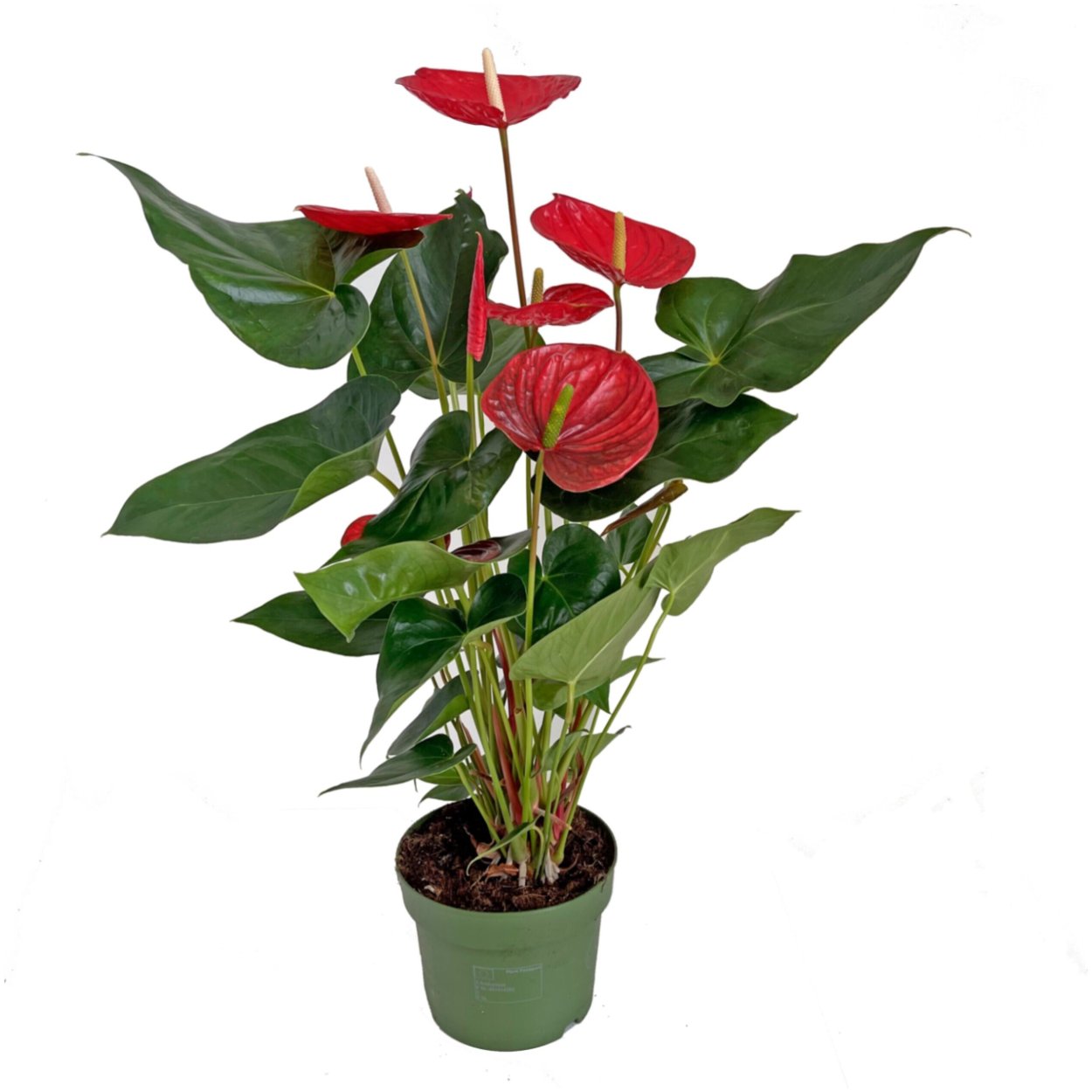 Антуриум Андрианум красный