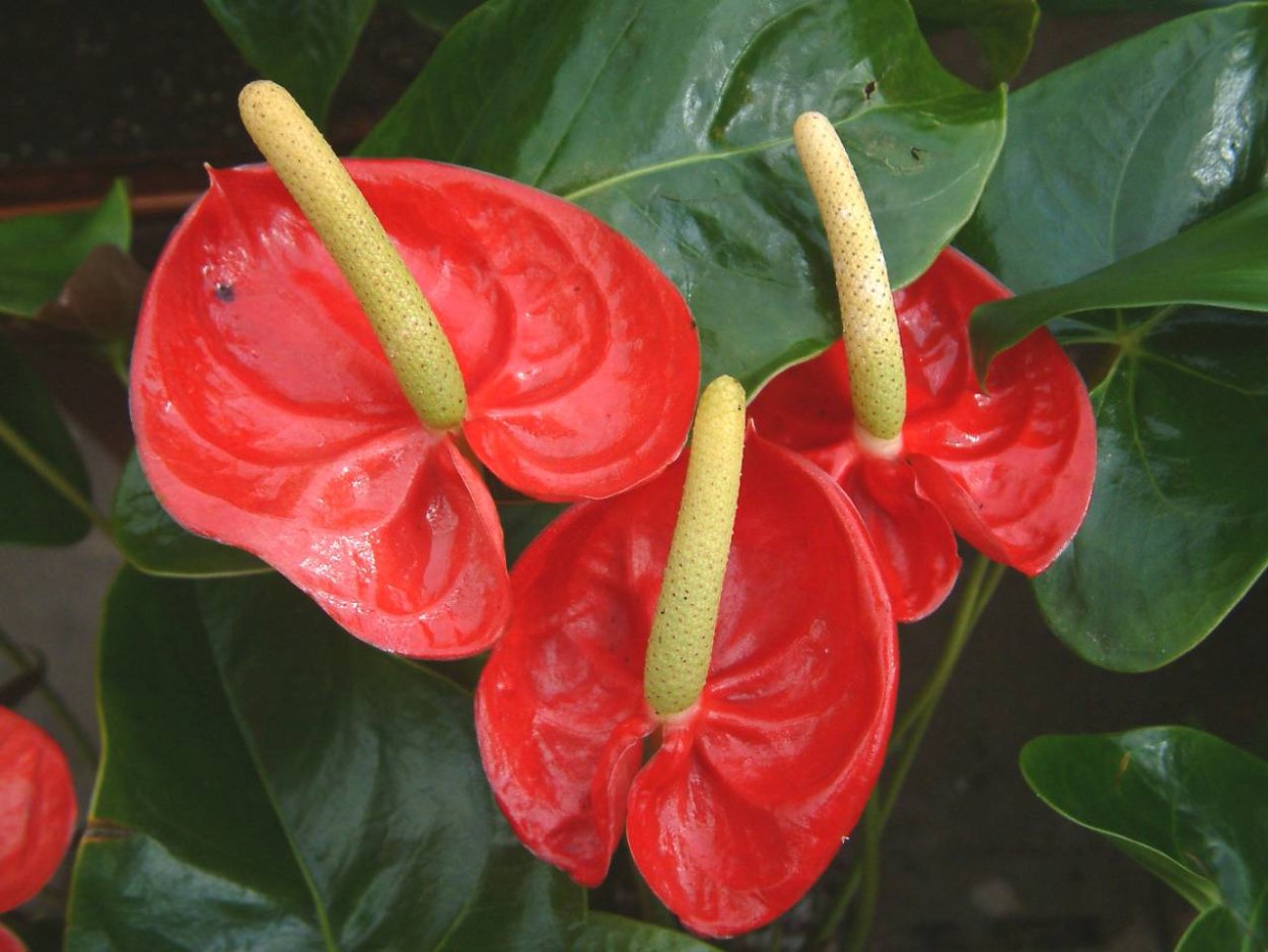 Антуриум Шарада