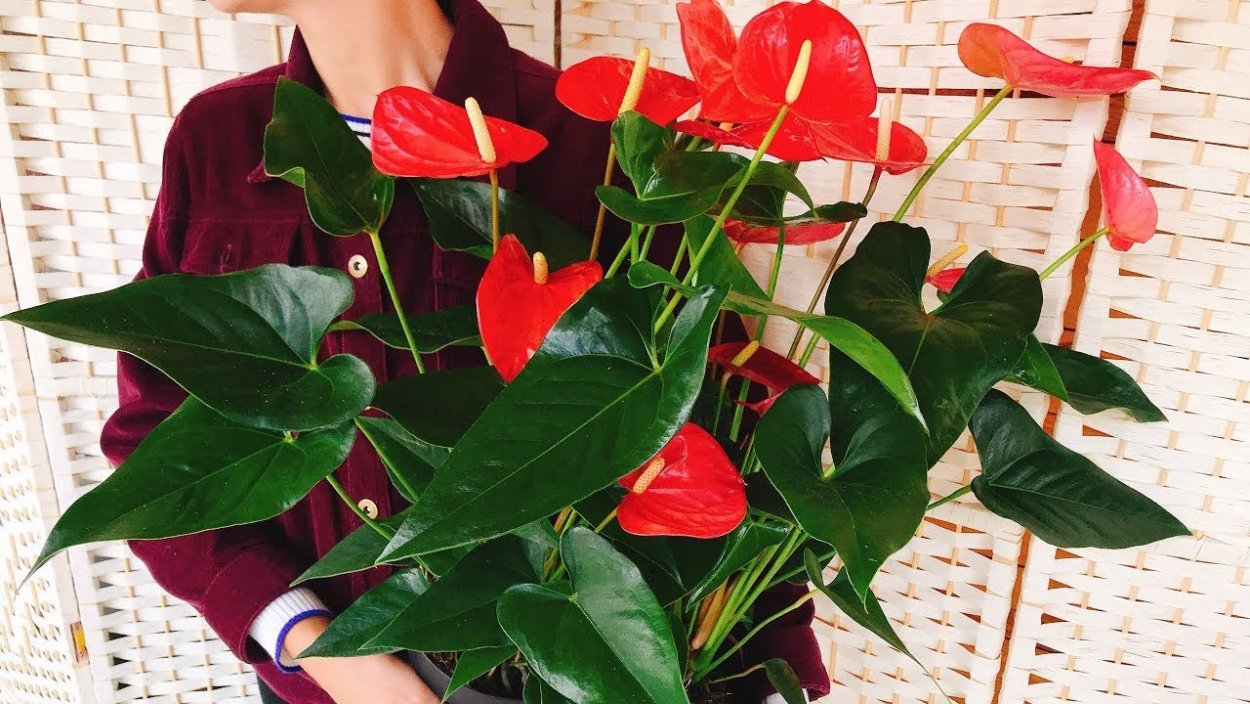 Цветок спатифиллум и Антуриум