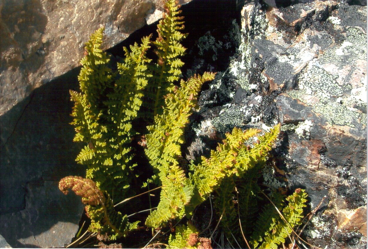 Растения царства Tracheophyta