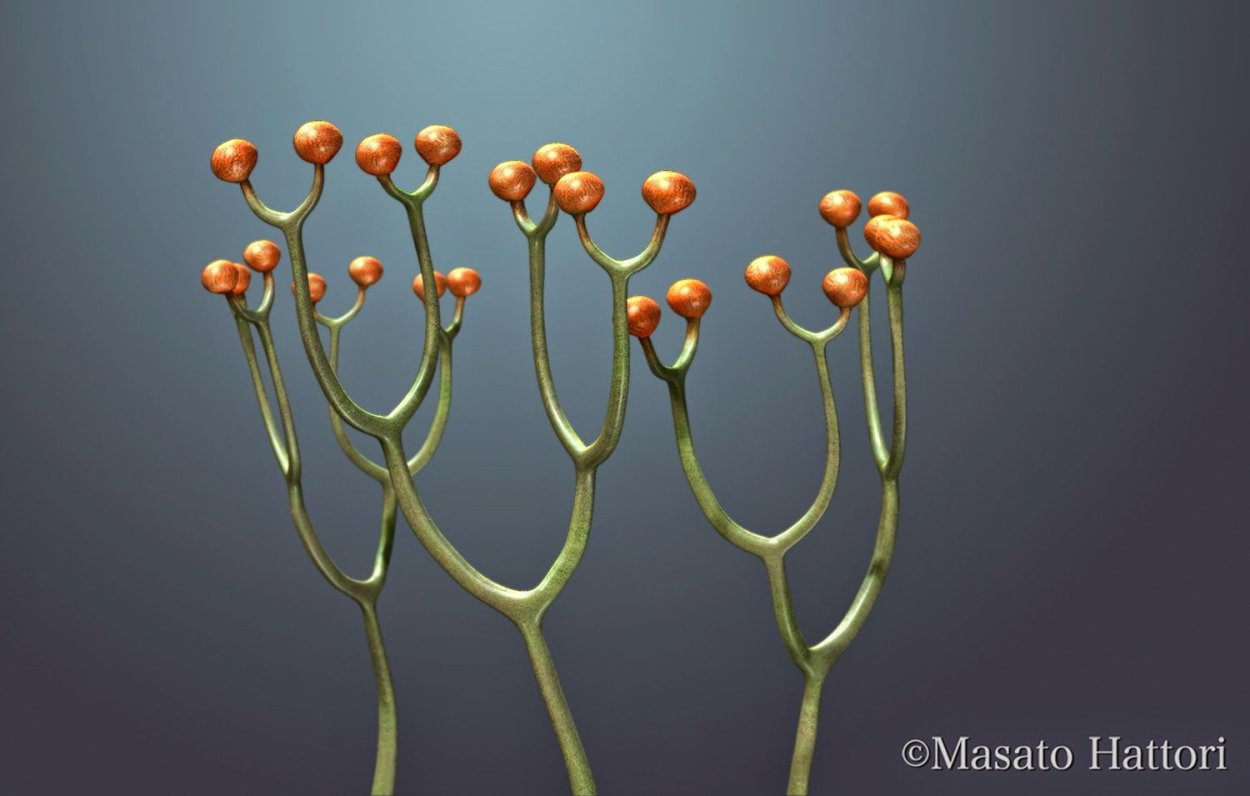 Сосудистые растения Силур