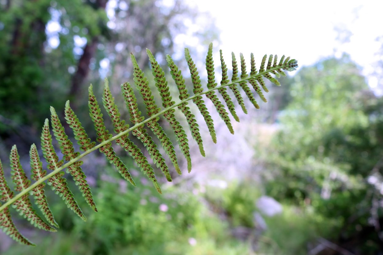 Несосудистые растения