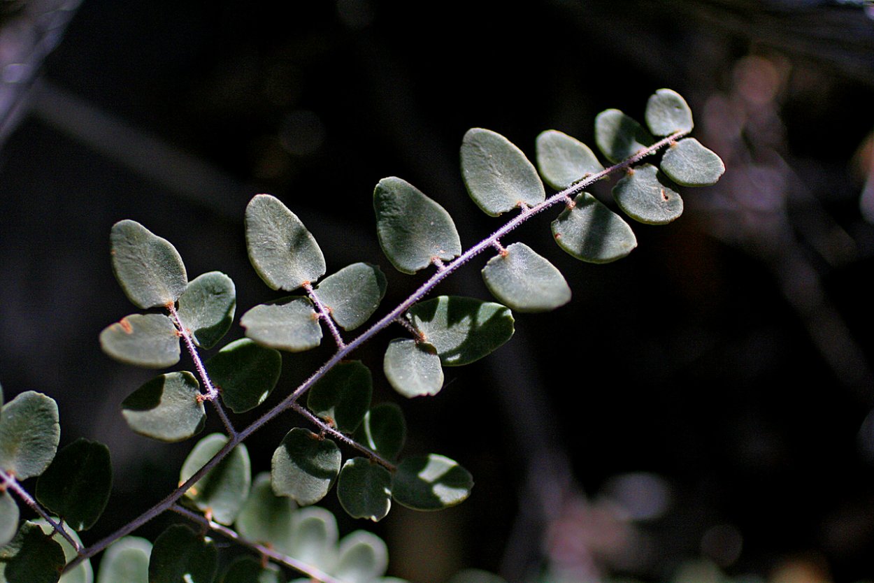Пеллея Глаука