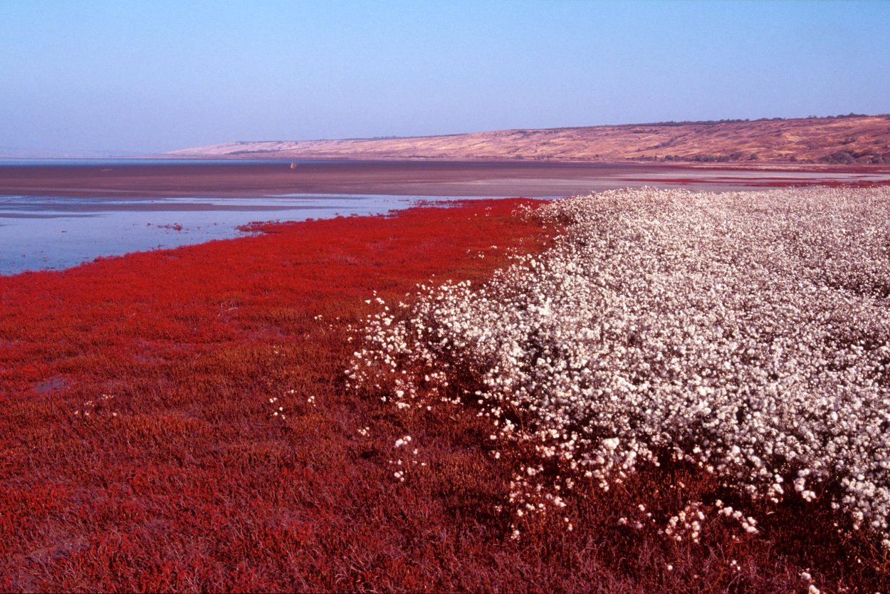 Солерос солончаковый