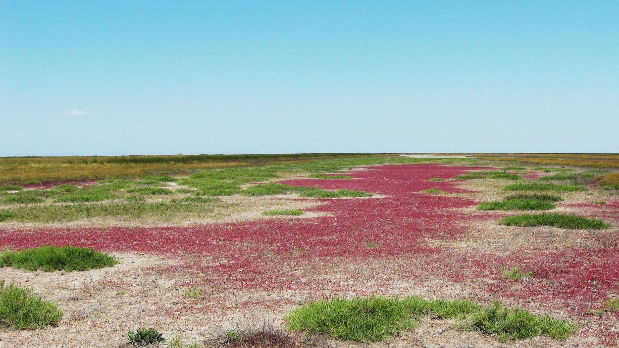 Солончаки Очаковского района