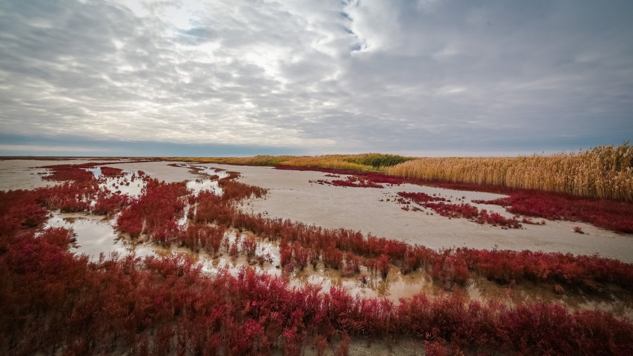 Галофиты Эльтон