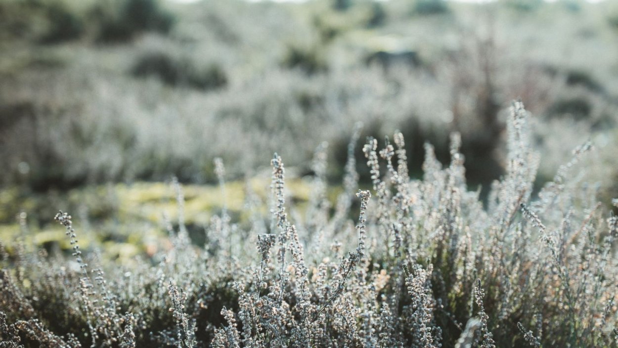 Полынь в дикой природе