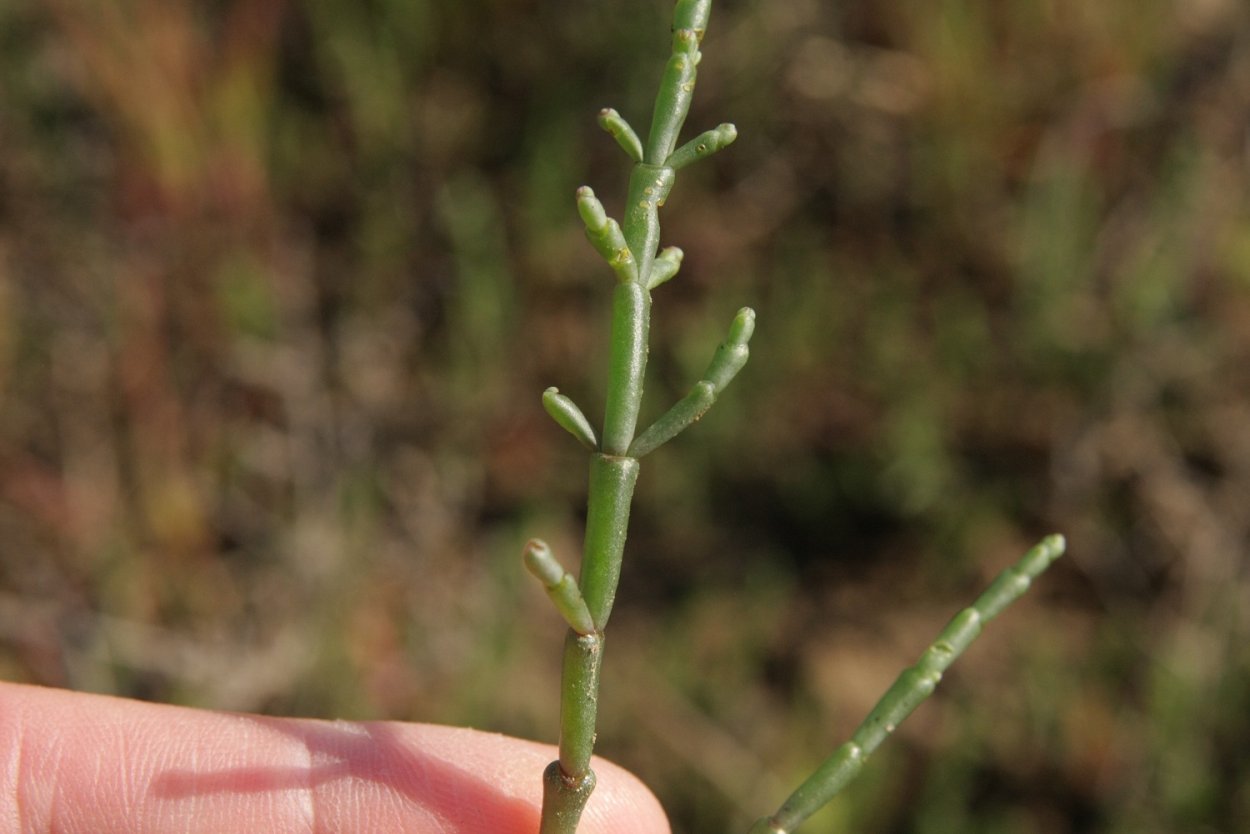 Латук солончаковый
