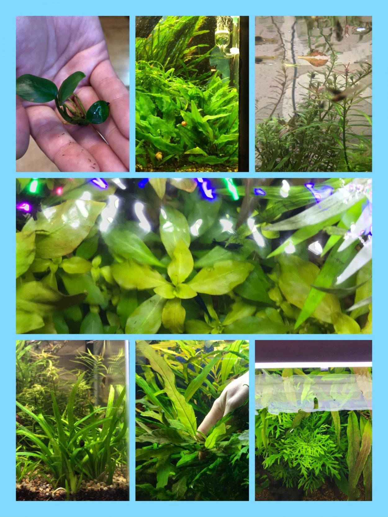 Твердолистные аквариумные растения