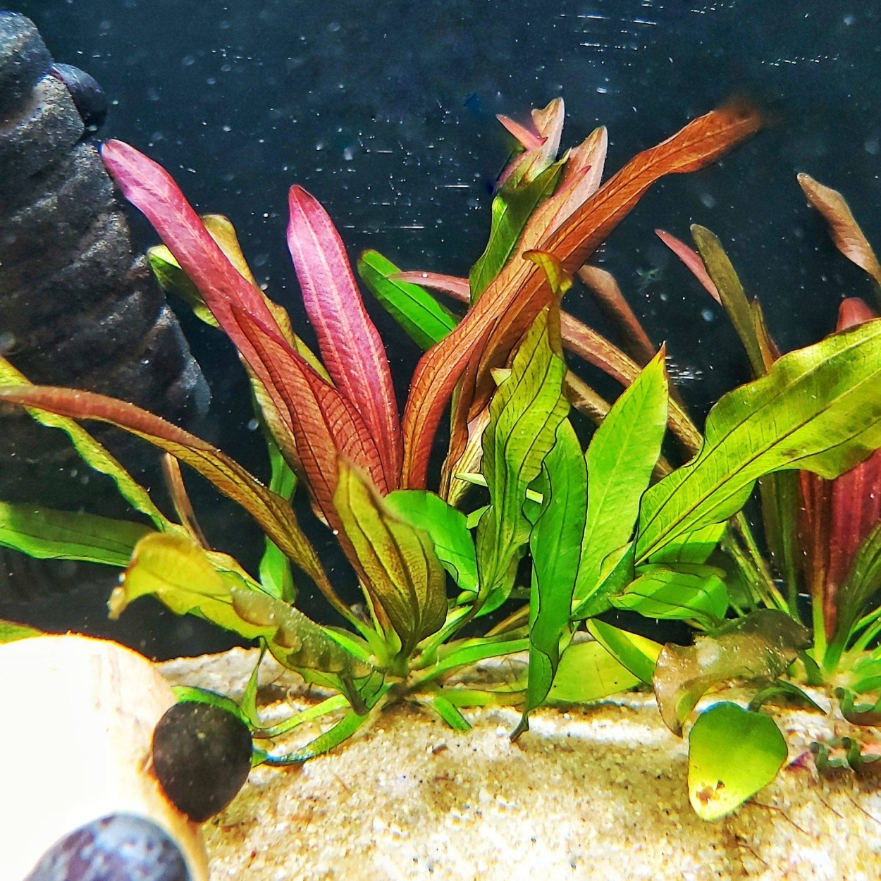 Эхинодорус Рэд Дэвил