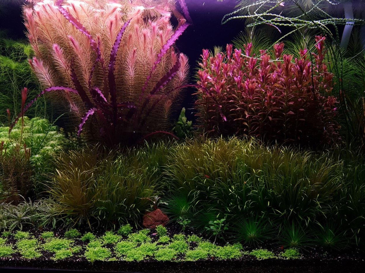 Валлиснерия и Криптокорина