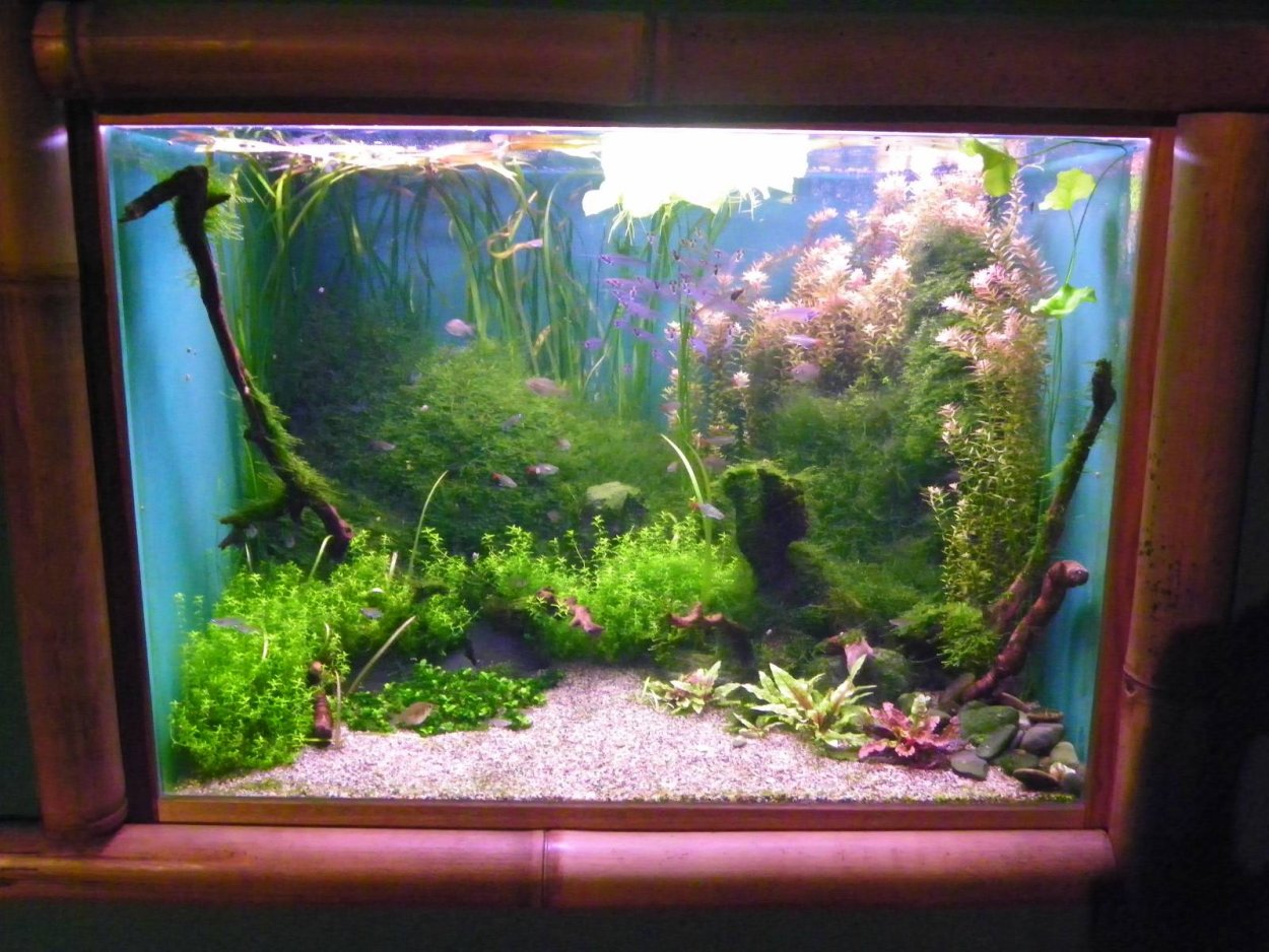 Рыбки для аквариума неприхотливые