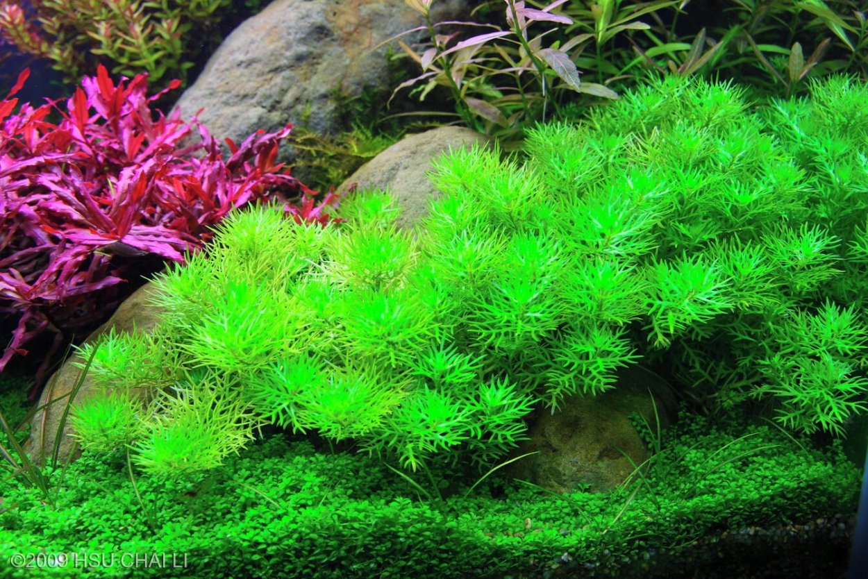 Хоттония палюстрис (Hottonia palustris)