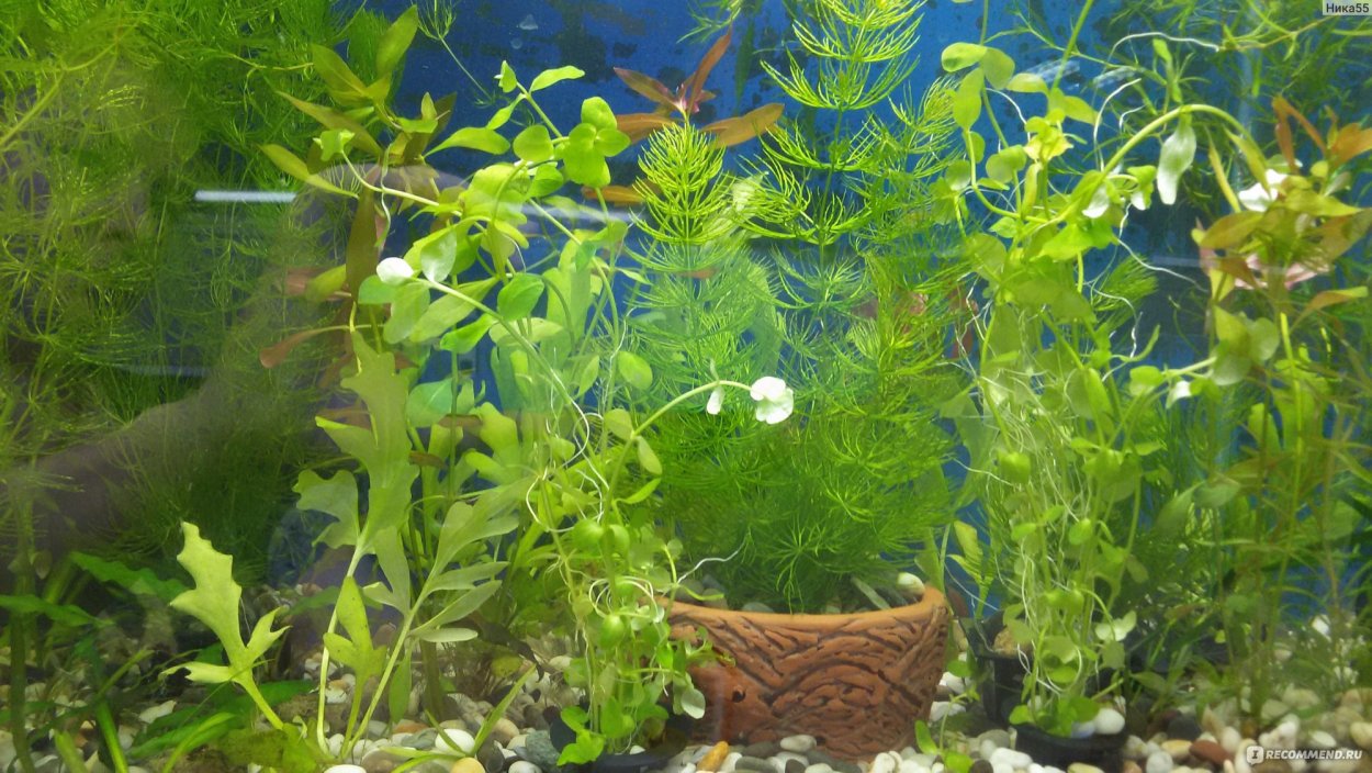 Сомовник аквариум