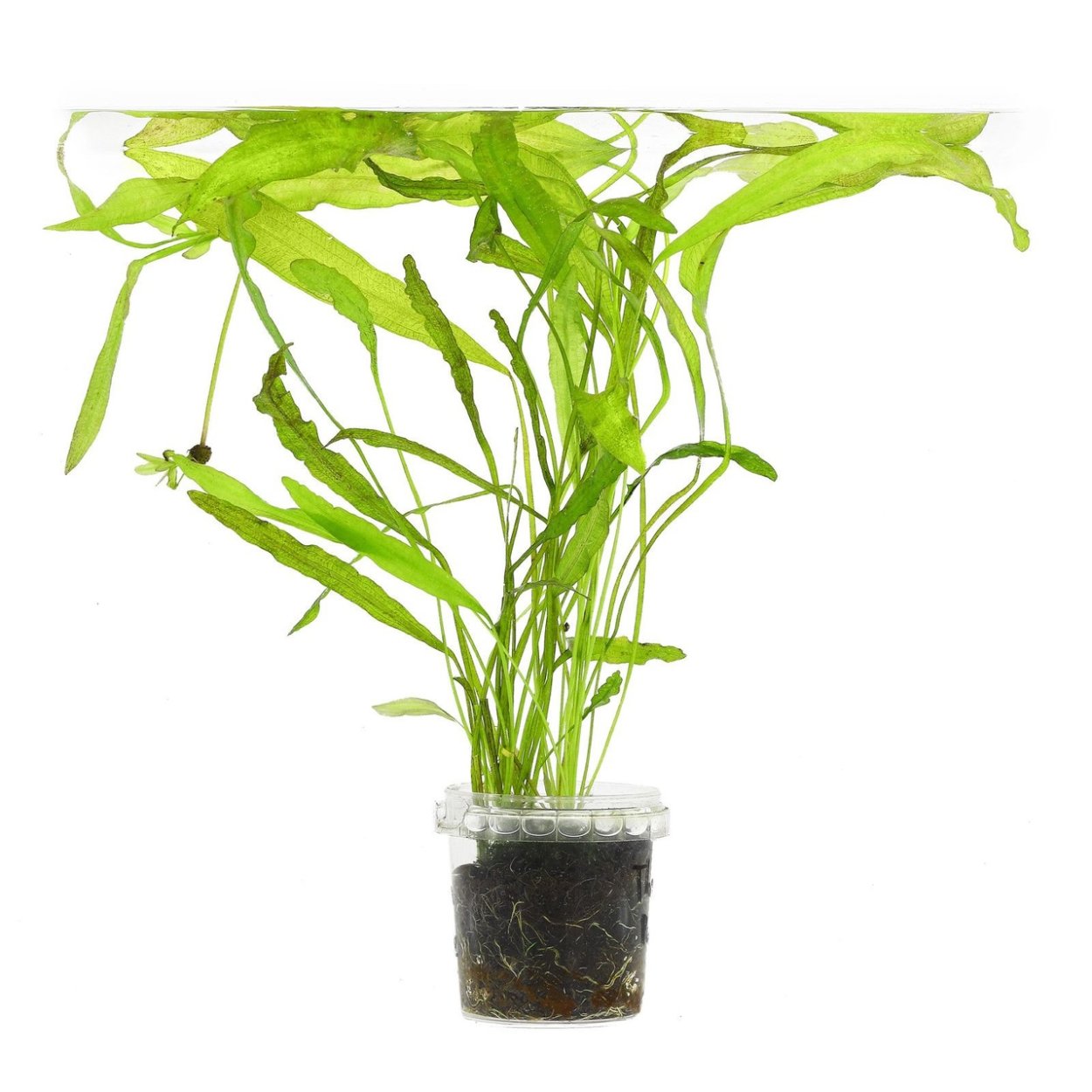 Апоногетон ундулатус