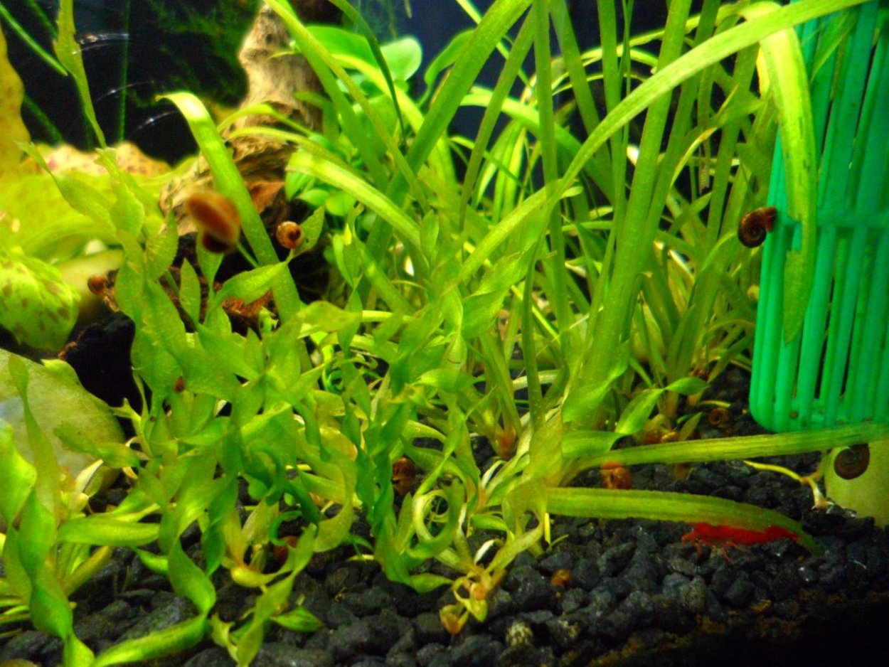 Наяда, яванский мох, эхинодорусы, роголистник, Валлиснерия