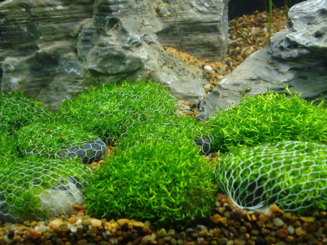 Мох риччия Амано