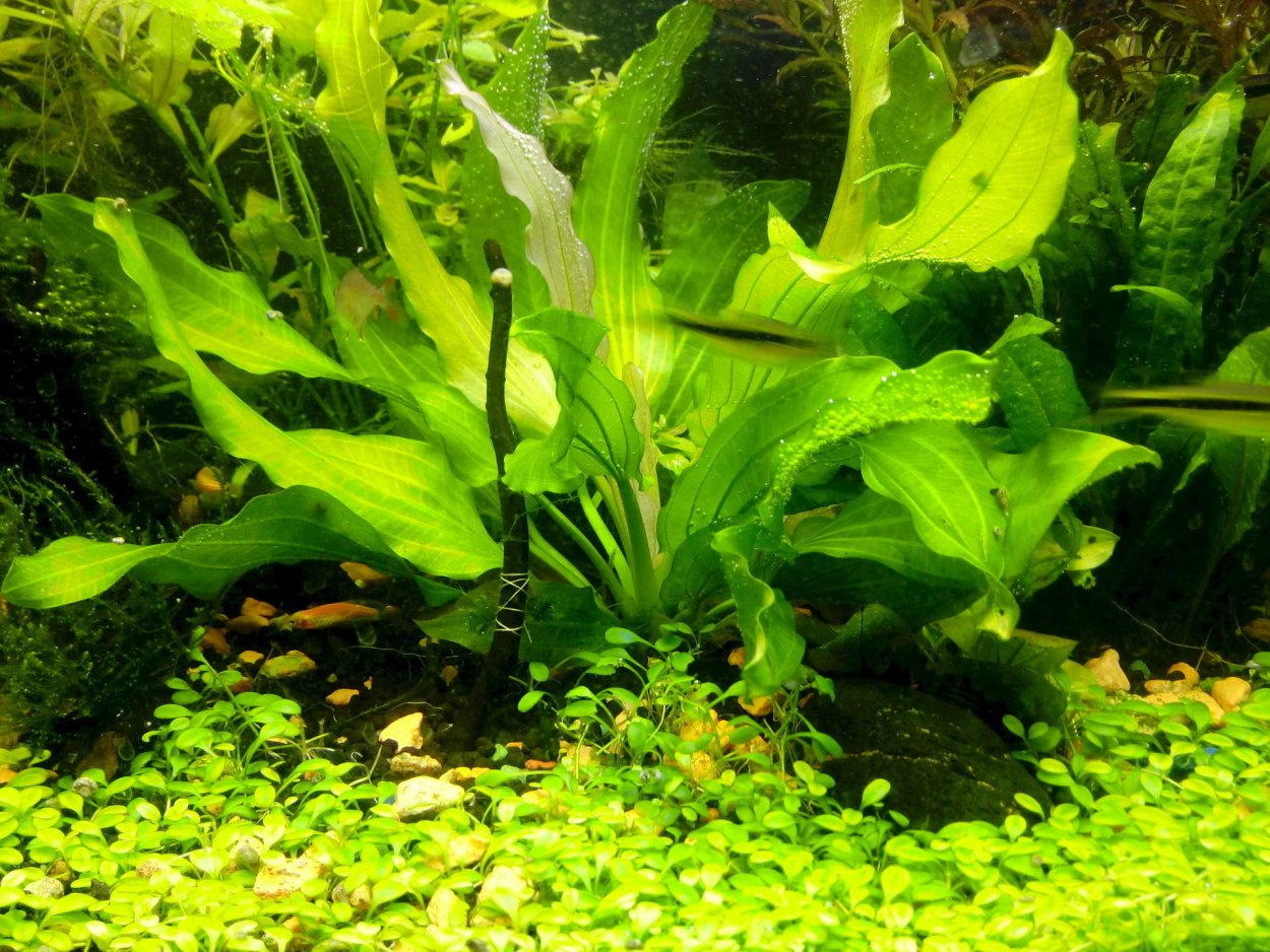 Неприхотливые аквариумные растения