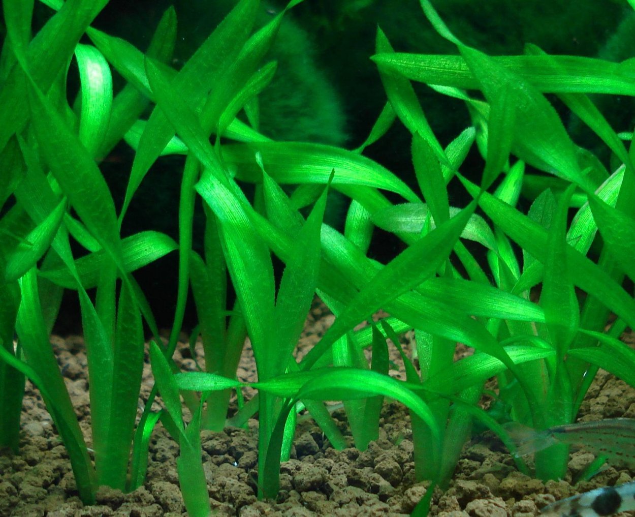 Валлиснерия обыкновенная