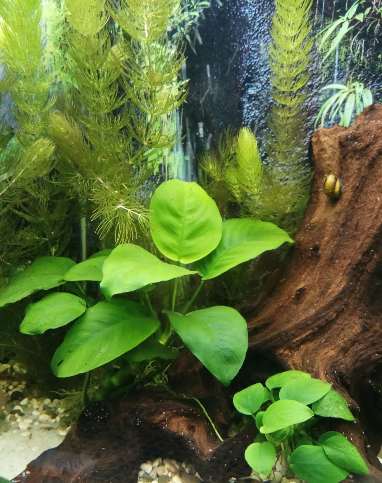 Растения для аквариума живые неприхотливые