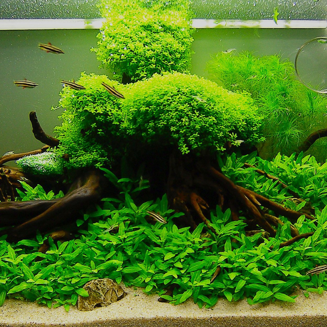 Аквариумы с рыбами и растениями