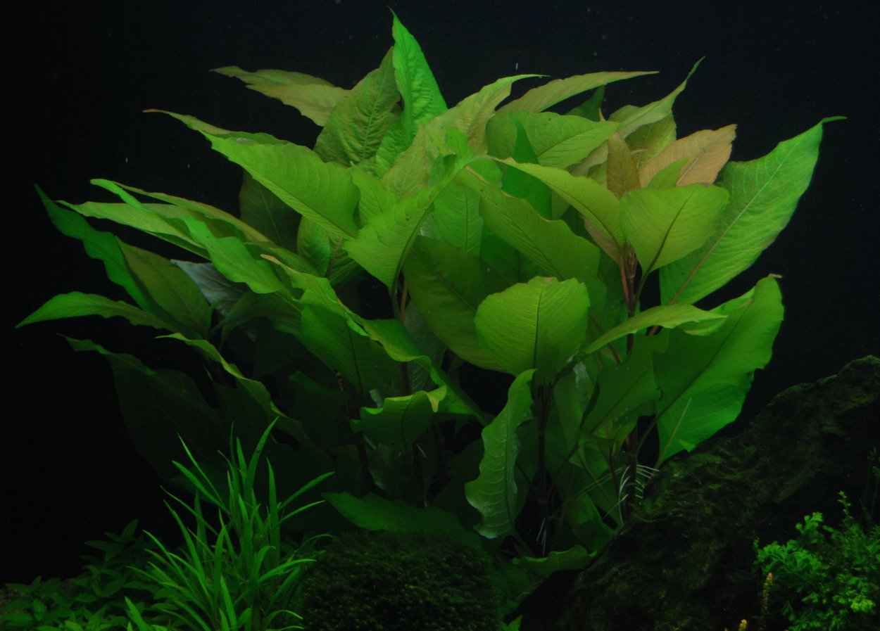 Гигрофила пусиллус (лимонник карликовый)