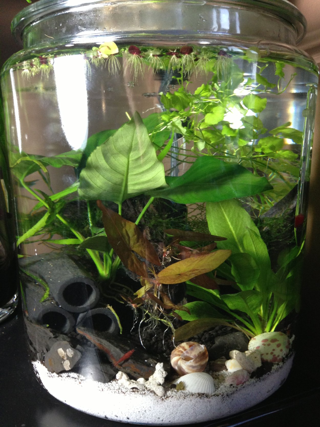 Рыбки для аквариума неприхотливые