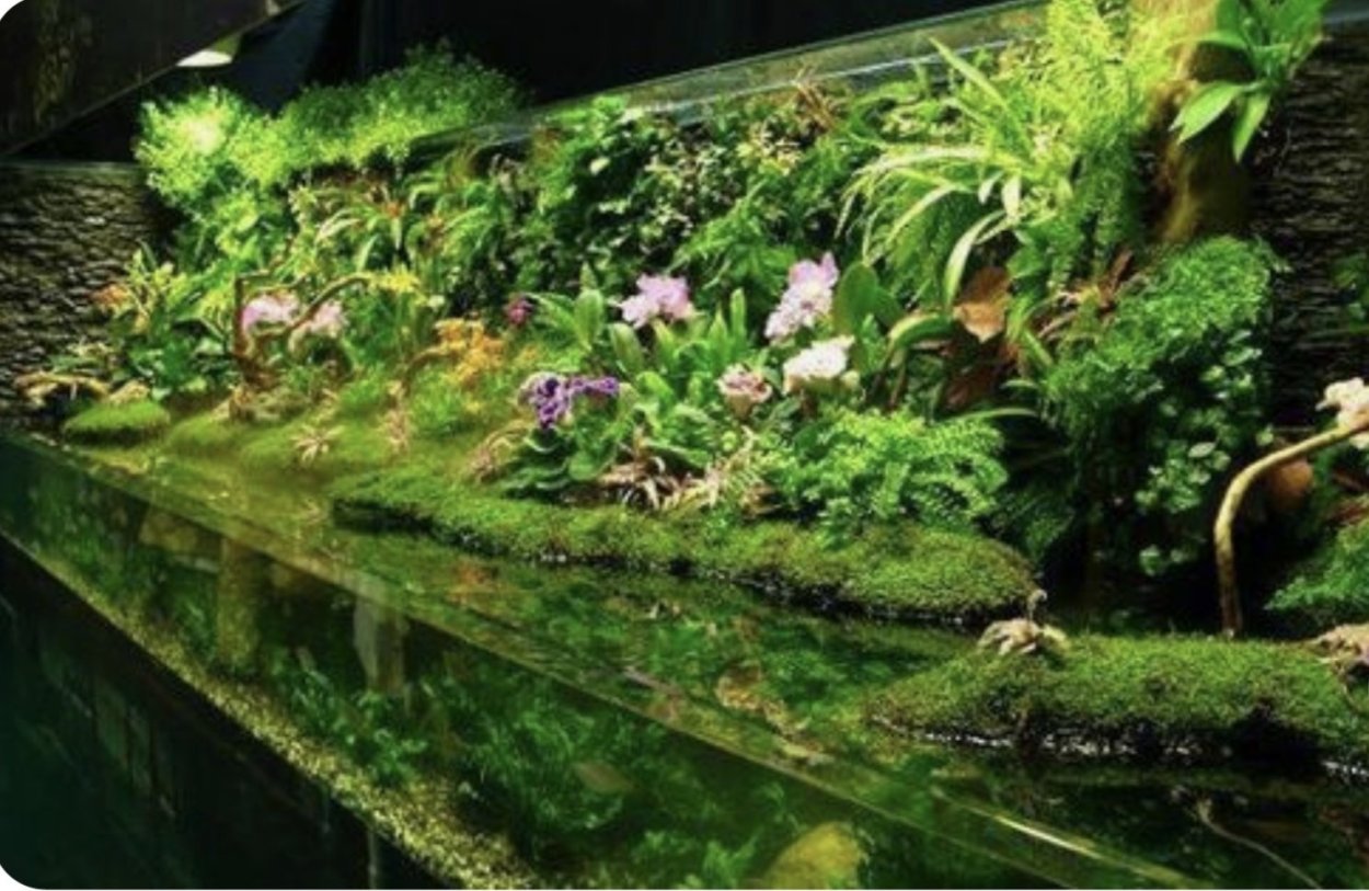 Палюдариум тропики