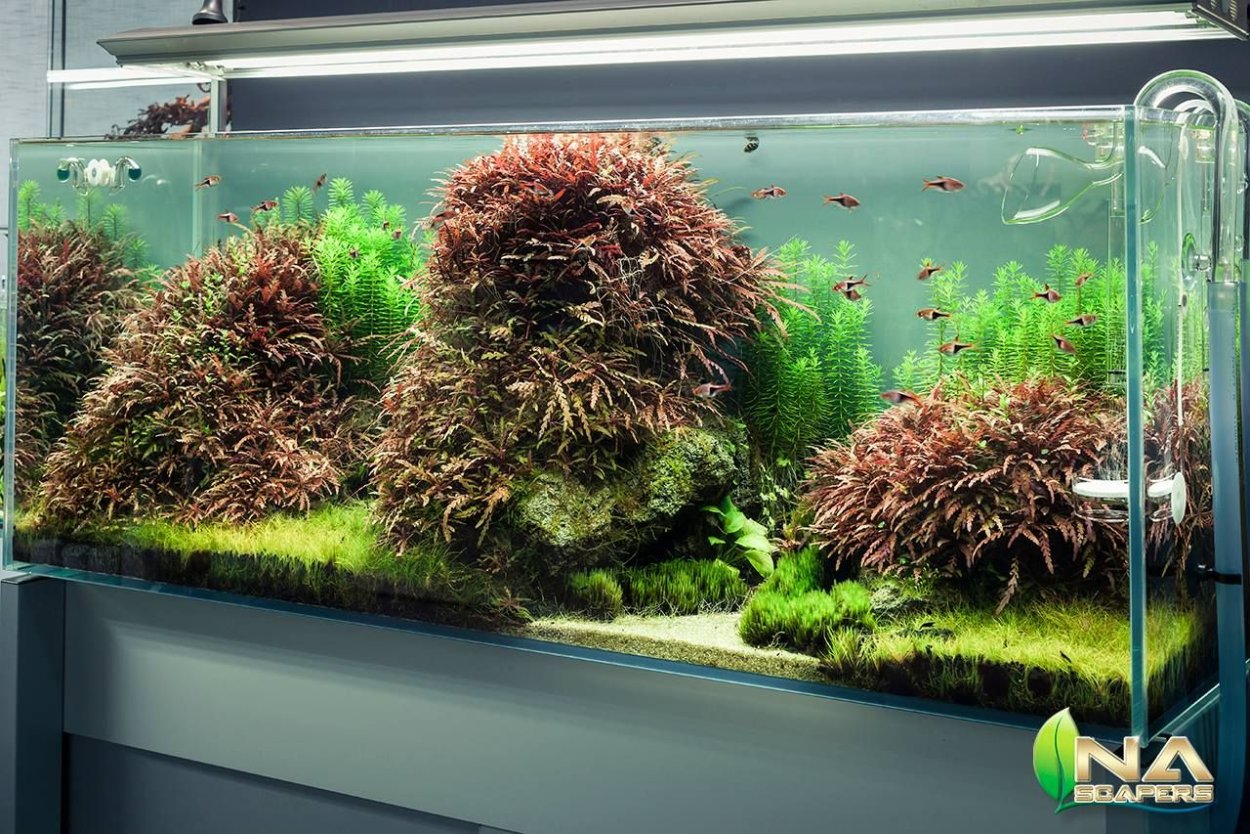 Акваскейп с растениями