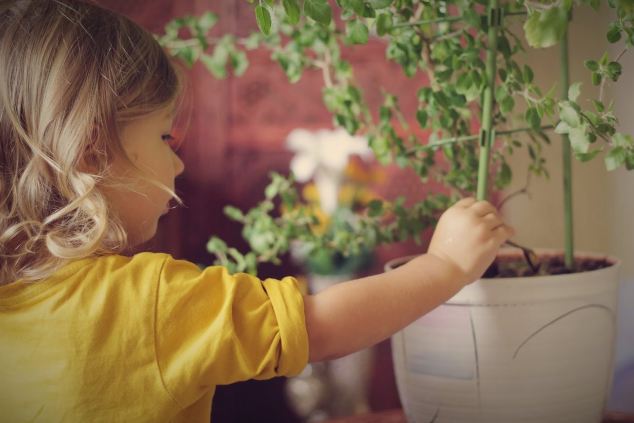 Полив Туласи