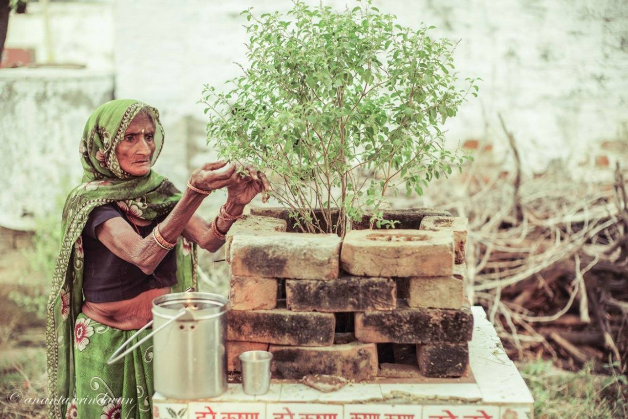 Дерево Тулси в Индии