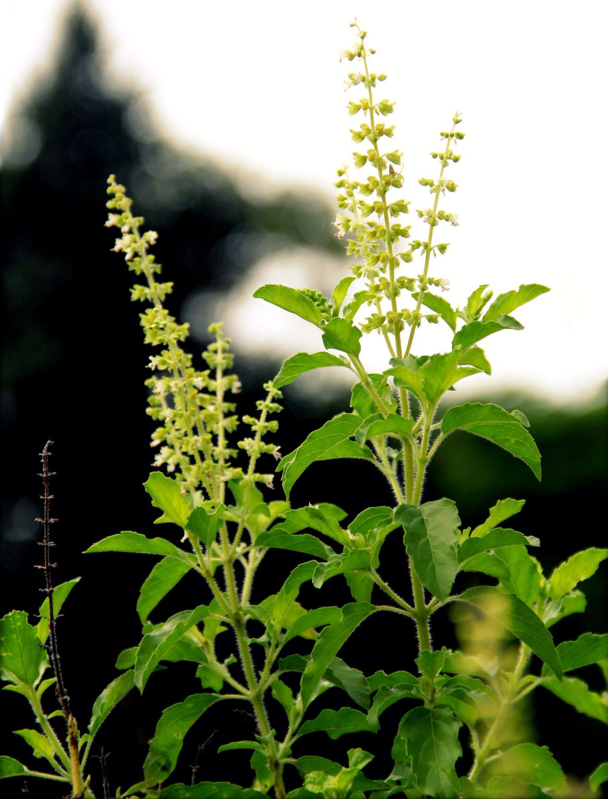 Священный базилик,Туласи