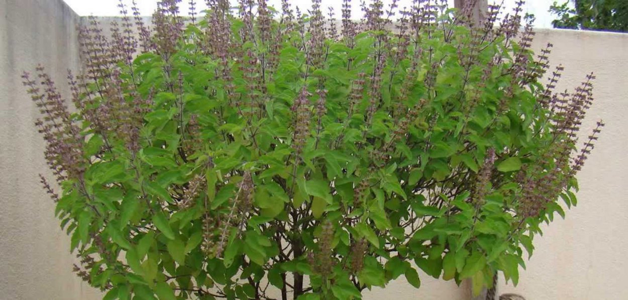 Манджари Туласи