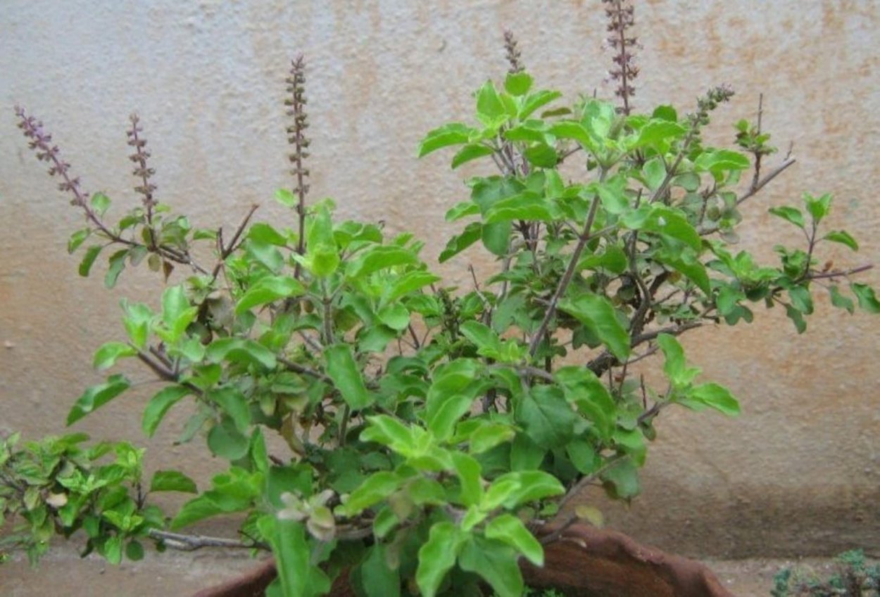 Базилик Туласи