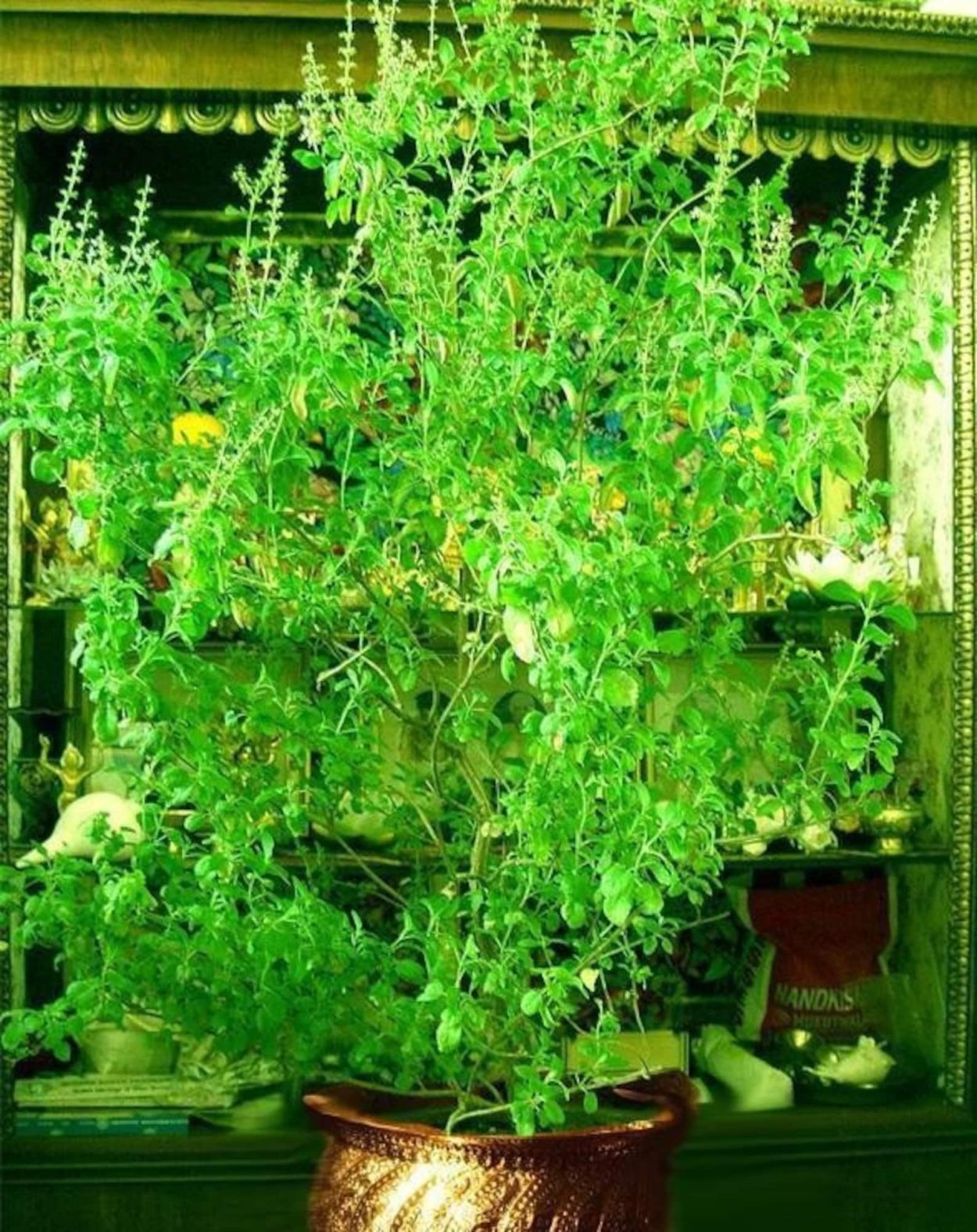 Туласи Махарани растение