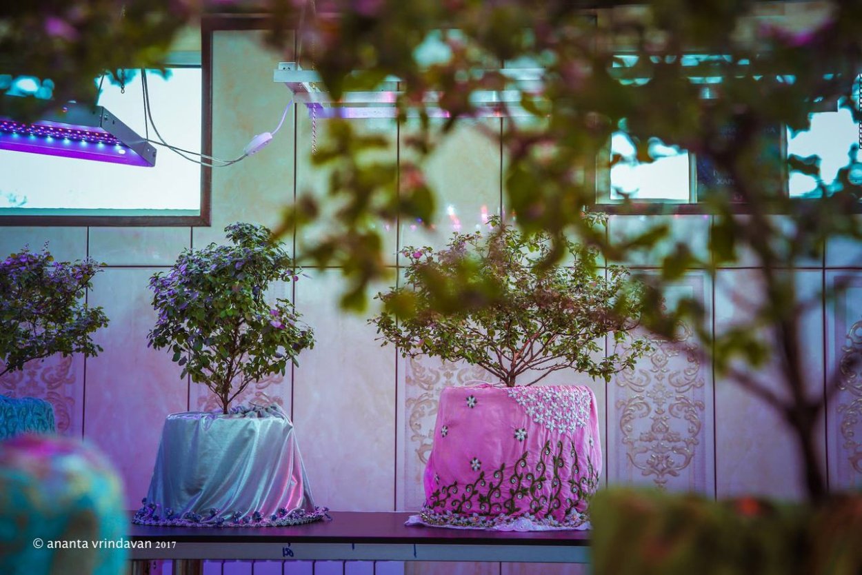 Гирлянда из Манджари Туласи